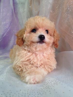 Female Bichon poo puppy for sale born 7-16-15 $875